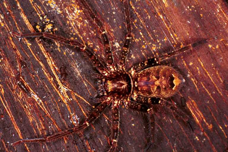 Heteropoda_jugulans_RF0443_O_78_Palmerstone park_Australie.jpg